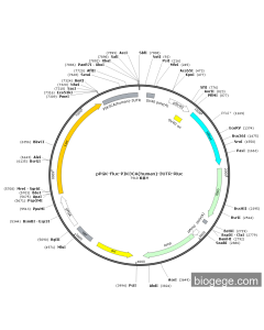pPGK-Fluc-PIK3CA(human)-3UTR-Rluc