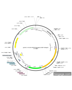 pCAG-3×FLAG-HTR2C(human)-EGFP-StrepII