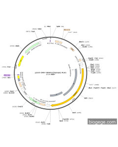 pLV3-CMV-NIBAN1(human)-Puro