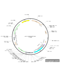 pLV-5×NFKB-ECFP-Puro