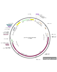 pLV-EF1a-dCas9-P300-Blast