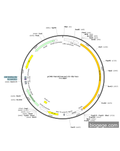 pCMV-Herc6(mouse)-8×His-Neo
