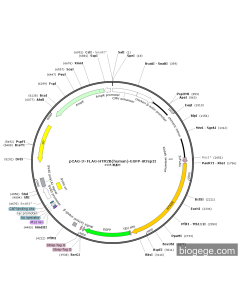 pCAG-3×FLAG-HTR2B(human)-EGFP-StrepII