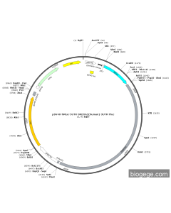 pSV40-hRluc-5UTR-SRD5A2(human)-3UTR-Fluc
