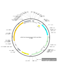 pPGK-Fluc-Dazap1(mouse)-3UTR-mut-hRluc