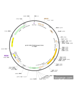 pLV3-CMV-Ptx3(mouse)-Puro