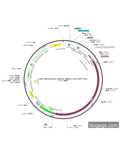 pU6-TBK1(human)-sgRNA3-sgRNA4-Cas9-EGFP-Puro