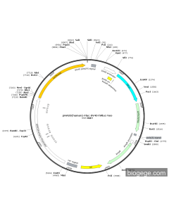 pHAS3(human)-Fluc-SV40-hRluc-Neo