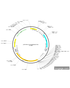 p35S-Rluc-P1(arabidopsis)-Fluc