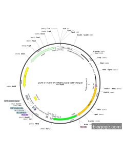 pCAG-3×FLAG-OR10R2(human)-EGFP-StrepII
