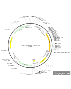 pCMV-APOE(human)-3×FLAG-Neo