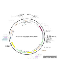 pLV3-H1-2O2-MCCC1(human)-shRNA2-TetR-Puro