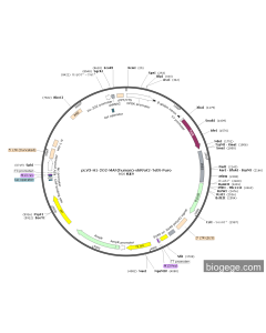 pLV3-H1-2O2-MAF(human)-shRNA2-TetR-Puro