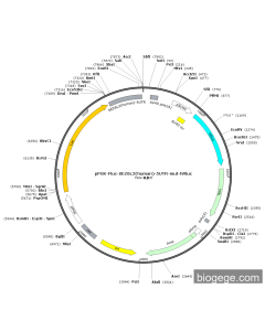 pPGK-Fluc-SEZ6L2(human)-5UTR-mut-hRluc