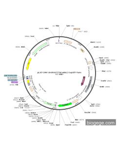 pLV3-CMV-circRNA2270(cattle)-CopGFP-Puro