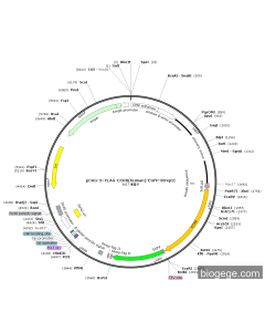 pCAG-3×FLAG-CCR8(human)-EGFP-StrepII