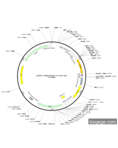 pCMV-LY96(human)-3×FLAG-Neo