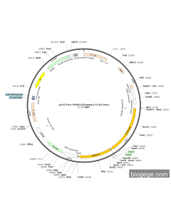 pLV2-Fluc-PSMD13(human)-FLAG-Puro