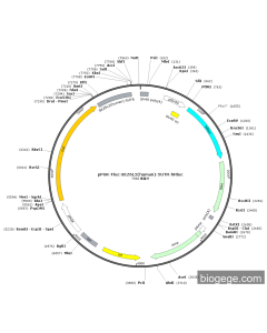 pPGK-Fluc-SEZ6L2(human)-5UTR-hRluc