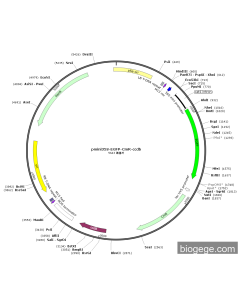 pmini35S-EGFP-CmR-ccdB