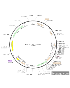 pLV3-CMV-MCS-6×His-Puro