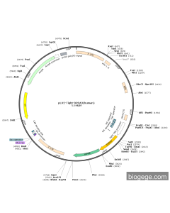 pLV2-Tight-DPPA3(human)