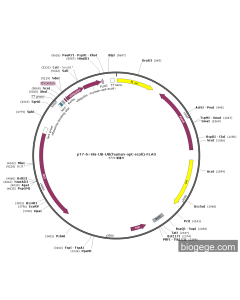 pT7-6×His-UB-UB(human-opt-ecoli)-FLAG