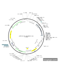 pCMV-AG-circ_0074898-FL-Neo