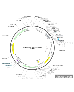 pCMV-AG-circ_0007234-FL-Neo