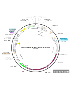 pXR001-U6-sgRNA-EF1a-NES-dPSPCas13b-BioID2-NES-HA-2A-EGFP