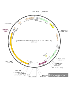 pLV2-TRE3GS-NLS-HCN4(human)-FLAG-NLS-TetOne-Hyg