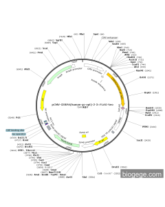 pCMV-CEBPA(human-gc-opt)-2-3×FLAG-Neo