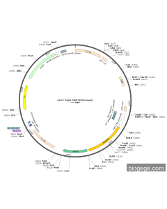 pLV2-Tight-MAP2K3(human)