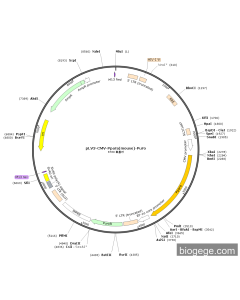 pLV3-CMV-Ppara(mouse)-Puro