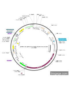pXR001-U6-sgRNA-EF1a-BASU-dCasRx-HA-2A-EGFP