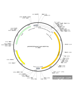 pADAM23(human)-mut-miniP-Fluc