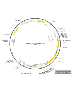 PiggyBac-CMV-KCND3(human)-Neo