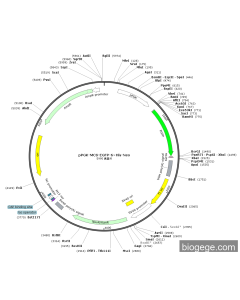 pPGK-MCS-EGFP-6×His-Neo