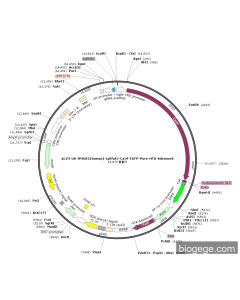 pLV3-U6-HMGB1(human)-sgRNA2-Cas9-EGFP-Puro-rtTA-Advanced