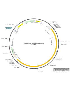 PiggyBac-CMV-CACNA1C(human)-Puro