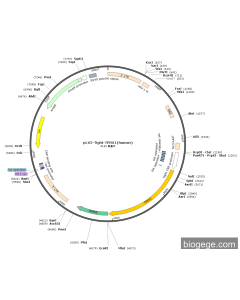 pLV2-Tight-TPRX1(human)
