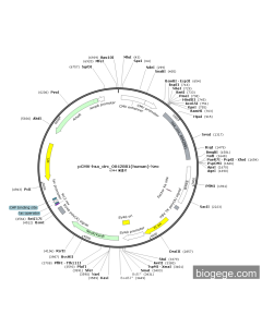 pCMV-hsa_circ_0042881(human)-Neo