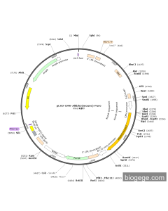 pLV3-CMV-Alkbh5(mouse)-Puro