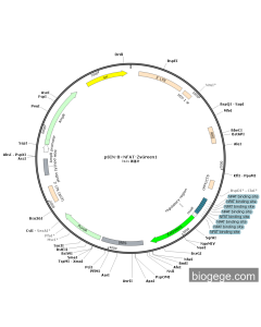 pSIN-8×NFAT-ZsGreen1