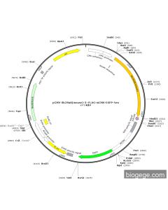 pCMV-Slc39a8(mouse)-3×FLAG-mCMV-EGFP-Neo