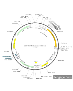 pCMV-Tnfrsf10b(mouse)-8×His-Neo