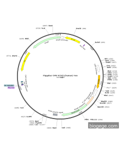 PiggyBac-CMV-KCNE1(human)-Neo
