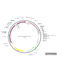 pTac-GST-6×His-2×FLAG-Myc-HA-V5