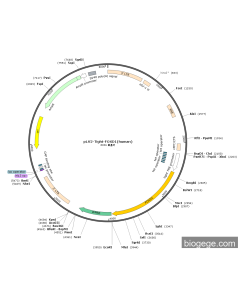 pLV2-Tight-FOXD1(human)