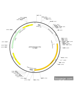 pSCD1(human)-Fluc